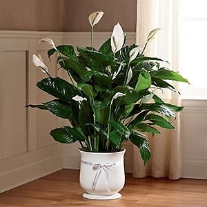 Peace lily plant Comfort plant large
