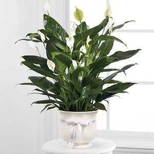 Peace lily Comfort planter small